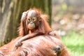 Borneo orangutans, mother and his baby playing