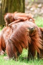 Borneo orangutans, mother and his baby playing