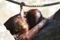 Borneo orangutans, mother and his baby playing