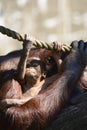 Borneo orangutans, mother and his baby playing