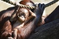 Borneo orangutans, mother and his baby playing