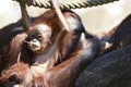 Borneo orangutans, mother and his baby playing