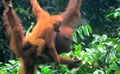 Borneo orangutans, Semenggoh, Sarawak, Malaysia