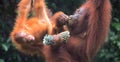Borneo orangutans, Semenggoh, Sarawak, Malaysia