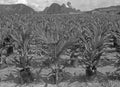 Borneo: Palmoil-plantations everywhere, where before was rain-forest