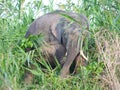 Borneo Pygmy Elephant