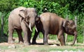 Borneo pygmy elephant