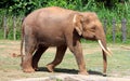 Borneo pygmy elephant