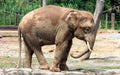 Borneo pygmy elephant