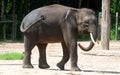 Borneo pygmy elephant