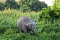 Borneo pygmy elephants Elephas maximus borneensis - Borneo Malaysia Asia Royalty Free Stock Photo