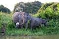 Borneo pygmy elephants Elephas maximus borneensis - Borneo Malaysia Asia Royalty Free Stock Photo