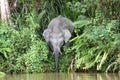 Borneo pygmy elephants Elephas maximus borneensis - Borneo Malaysia Asia Royalty Free Stock Photo