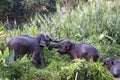 Borneo pygmy elephants Elephas maximus borneensis fight - Borneo Malaysia Asia