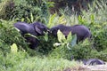 Borneo pygmy elephants Elephas maximus borneensis fight - Borneo Malaysia Asia