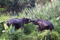 Borneo pygmy elephants Elephas maximus borneensis fight - Borneo Malaysia Asia