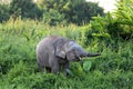 Borneo pygmy elephants Elephas maximus borneensis - Borneo Malaysia Asia Royalty Free Stock Photo