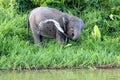 Borneo pygmy elephants Elephas maximus borneensis - Borneo Malaysia Asia Royalty Free Stock Photo