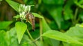 Borneo robber fly perching on the leaf. Royalty Free Stock Photo