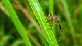 Borneo robber fly perching on the leaf. Royalty Free Stock Photo