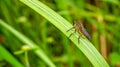 Borneo robber fly perching on the leaf. Royalty Free Stock Photo