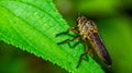 Borneo robber fly perching on the leaf. Royalty Free Stock Photo