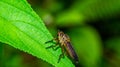 Borneo robber fly perching on the leaf. Royalty Free Stock Photo