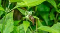 Borneo robber fly perching on the leaf. Royalty Free Stock Photo