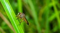 Borneo robber fly perching on the leaf. Royalty Free Stock Photo