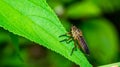 Borneo robber fly perching on the leaf. Royalty Free Stock Photo