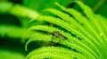 Borneo robber fly perching on the leaf of fern Royalty Free Stock Photo