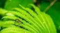 Borneo robber fly perching on the leaf of fern Royalty Free Stock Photo