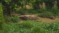 a Borneo saltwater crocodile taking a sunbath near the swamp Royalty Free Stock Photo