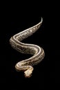 Borneo short-tailed blood python Royalty Free Stock Photo