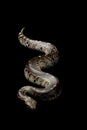 Borneo short-tailed blood python Royalty Free Stock Photo