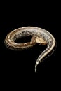 Borneo short-tailed blood python Royalty Free Stock Photo