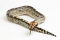 Borneo short-tailed blood python snake isolated on white background. Royalty Free Stock Photo