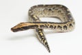 Borneo short-tailed blood python snake isolated on white background. Royalty Free Stock Photo