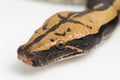 Borneo short-tailed blood python snake isolated on white background. Royalty Free Stock Photo