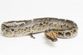 Borneo short-tailed blood python snake isolated on white background. Royalty Free Stock Photo