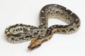 Borneo short-tailed blood python snake isolated on white background. Royalty Free Stock Photo