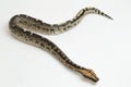 Borneo short-tailed blood python snake isolated on white background. Royalty Free Stock Photo