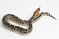 Borneo short-tailed blood python snake isolated on white background. Royalty Free Stock Photo