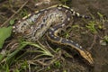 Borneo short-tailed blood python snake Python curtus breitensteini