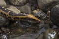 Borneo short-tailed blood python snake Python curtus breitensteini