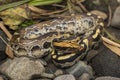 Borneo short-tailed blood python snake Python curtus breitensteini