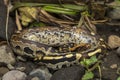 Borneo short-tailed blood python snake Python curtus breitensteini