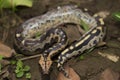 Borneo short-tailed blood python snake Python curtus breitensteini