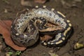 Borneo short-tailed blood python snake Python curtus breitensteini