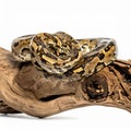 Borneo Short-Tailed Python Coiled on a Branch Royalty Free Stock Photo